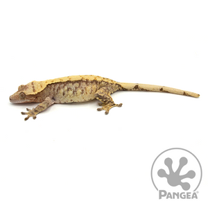 Female Extreme Harlequin Crested Gecko Cr-1014 looking left 