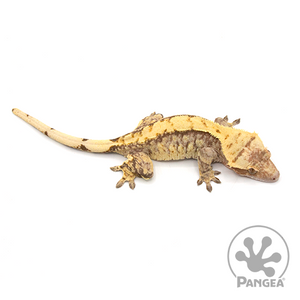 Female Extreme Harlequin Crested Gecko Cr-1014 from above 