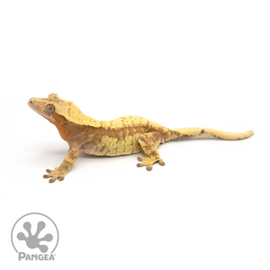 Female Red Extreme Harlequin Crested Gecko Cr-1015 looking left 