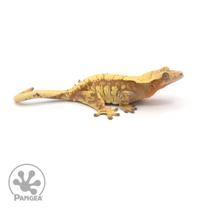 Female Red Extreme Harlequin Crested Gecko Cr-1015 looking right