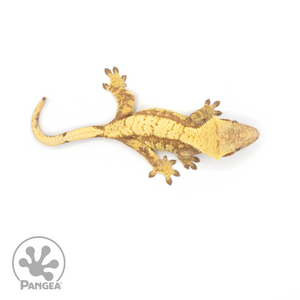 Female Red Extreme Harlequin Crested Gecko Cr-1015 from above
