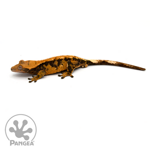 Male Extreme Harlequin Crested Gecko Cr-1016 looking left