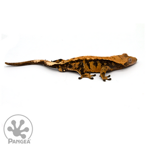 Male Extreme Harlequin Crested Gecko Cr-1016 looking right