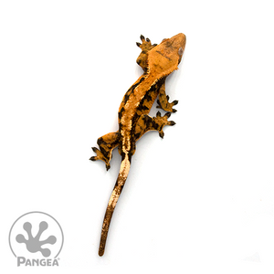 Male Extreme Harlequin Crested Gecko Cr-1016  from above