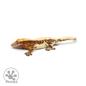 Male Lilly White Crested Gecko Cr-1017 looking left
