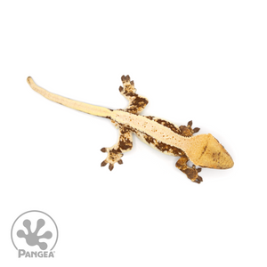 Male Lilly White Crested Gecko Cr-1017 from above