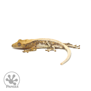 Male Lilly White Crested Gecko Cr-1020 looking left