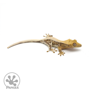 Male Lilly White Crested Gecko Cr-1020 looking right