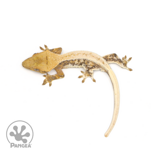 Male Lilly White Crested Gecko Cr-1020 from above