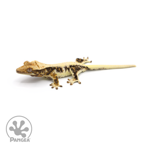 Juvenile Lilly White Crested Gecko Cr-1023 looking left