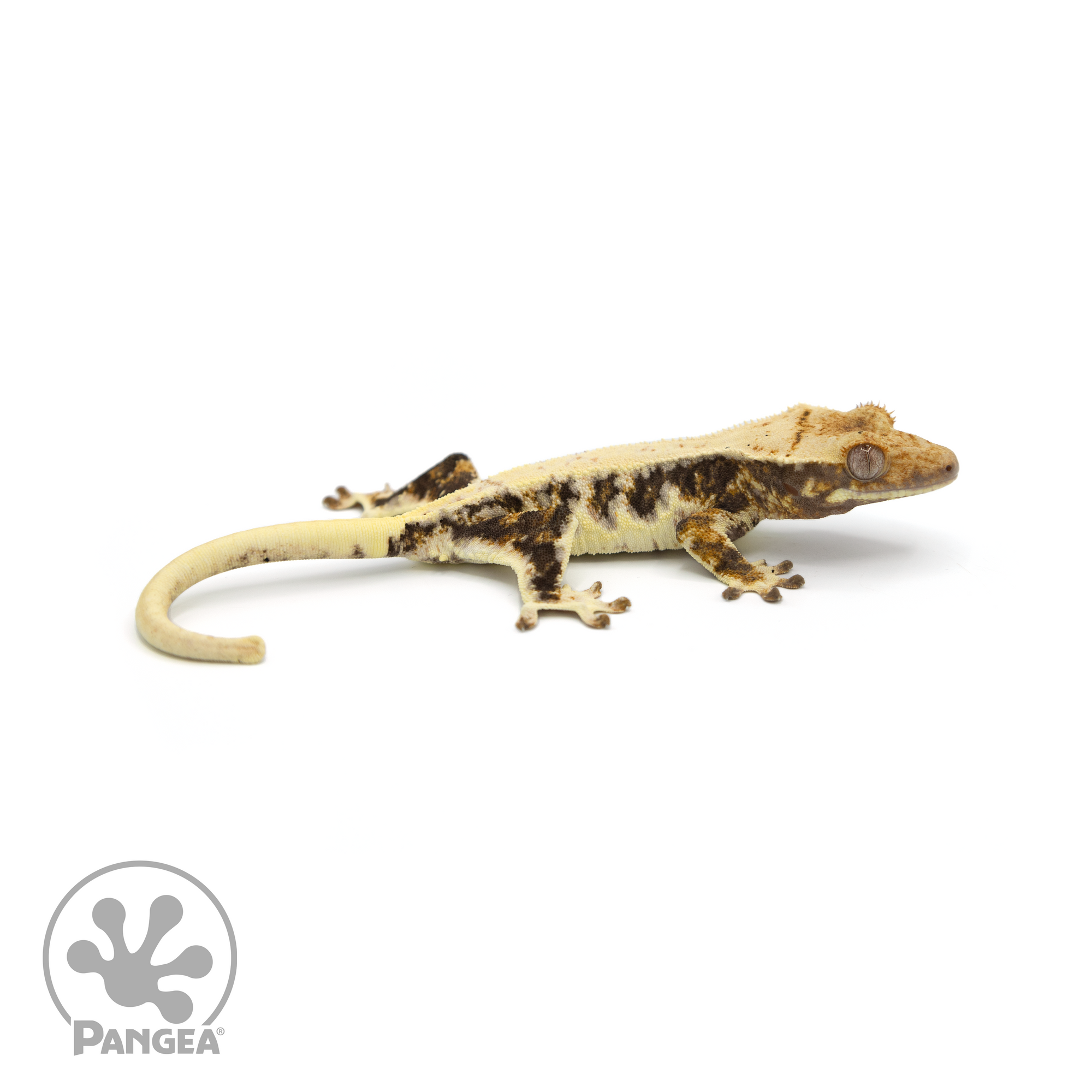 Juvenile Lilly White Crested Gecko Cr-1023 looking right