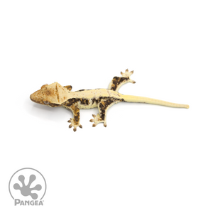 Juvenile Lilly White Crested Gecko Cr-1023 from above