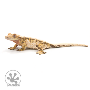 Female High White XXX  Crested Gecko Cr-1024 looking left 