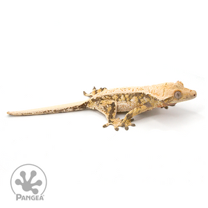 Female High White XXX  Crested Gecko Cr-1024 looking right 