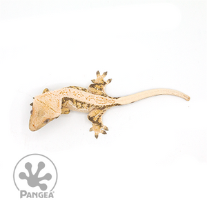 Female High White XXX  Crested Gecko Cr-1024 from above 