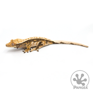 Female Tricolor Extreme Harlequin Crested Gecko Cr-1025 looking Left 