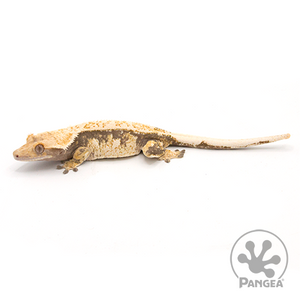 Female Extreme Harlequin Crested Gecko Cr-1026 looking left 