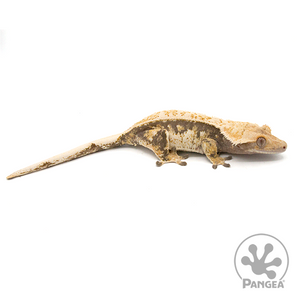 Female Extreme Harlequin Crested Gecko Cr-1026 looking right 