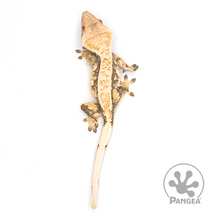Female Extreme Harlequin Crested Gecko Cr-1026 from above