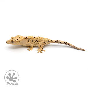 Female Yellow Super Dalmatian Crested Gecko Cr-1027 looking left
