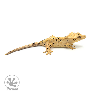 Female Yellow Super Dalmatian Crested Gecko Cr-1027 looking right