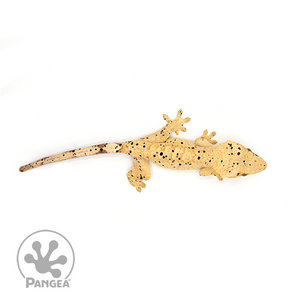 Female Yellow Super Dalmatian Crested Gecko Cr-1027  from above