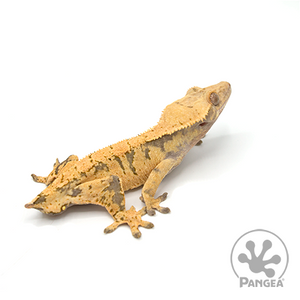 Male XXX Dark Base Drippy Yellow Crested Gecko Cr-1028 facing right