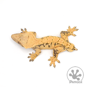 Male XXX Dark Base Drippy Yellow Crested Gecko Cr-1028 from above