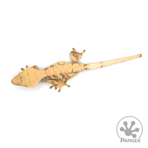 Female XXX Drippy Cream Crested Gecko Cr-1029 from Above