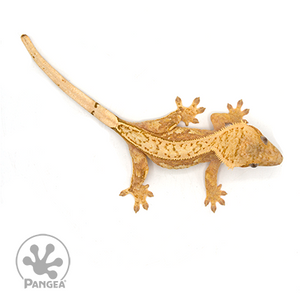 Female Yellow Pinstripe  Crested Gecko Cr-1030