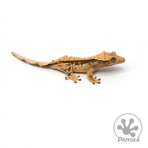 Female Yellow Tricolor Crested Gecko Cr-1031 facing right