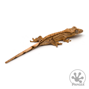 Juvenile Hypo Phantom Pinstripe Crested Gecko Cr-1033 looking right