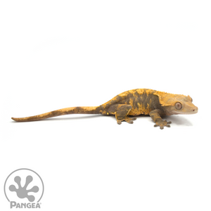 Female Orange Harlequin  Crested Gecko Cr-1037 looking right