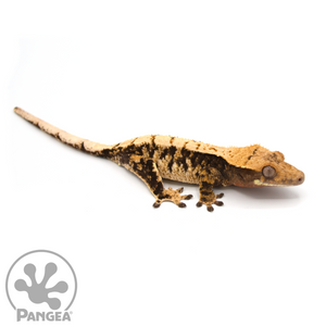 Female Extreme Harlequin Crested Gecko Cr-1038