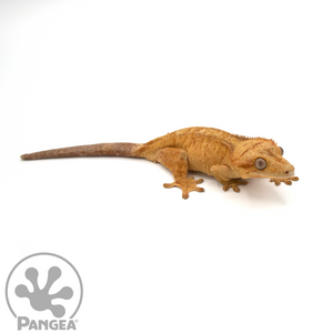 Female Orange Brindle Flame Crested Gecko Cr-1039 looking right