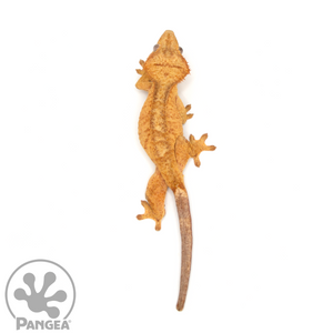 Female Orange Brindle Flame Crested Gecko Cr-1039 from above