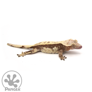 Female Extreme Harlequin Crested Gecko Cr-1040 looking right 