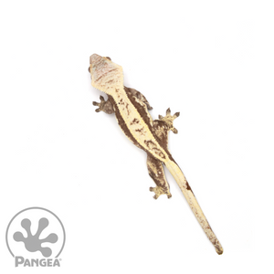 Female Extreme Harlequin Crested Gecko Cr-1040 from above 
