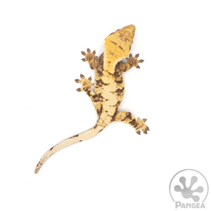 Female XXX Crested Gecko Cr-1041 from above 