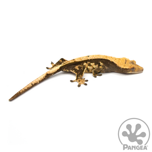 Female Dark Extreme Harlequin Dalmatian Crested Gecko Cr-1043 looking right