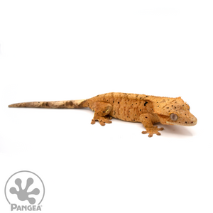 Female Super Dalmatian Crested Gecko Cr-1044 looking right 