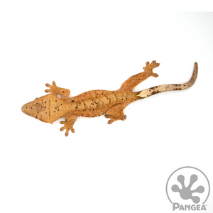 Female Super Dalmatian Crested Gecko Cr-1044 from above
