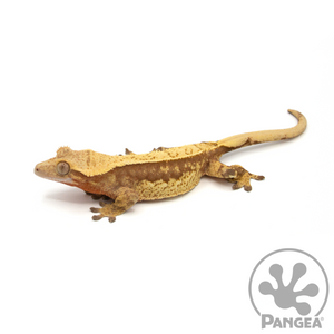 Female Pinstriped Harlequin Crested Gecko Cr-1045 looking left 