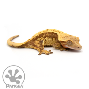Female Pinstriped Harlequin Crested Gecko Cr-1045 looking right