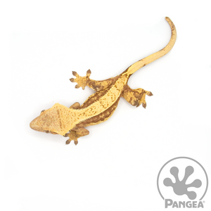 Female Pinstriped Harlequin Crested Gecko Cr-1045 from above
