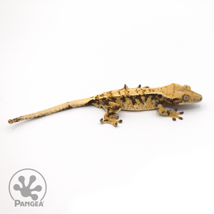 Female Extreme Harlequin Crested Gecko Cr-1047 looking right