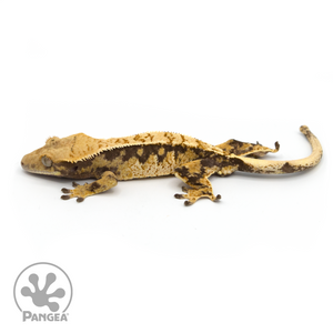 Female Extreme Harlequin Crested Gecko Cr-1047 looking left 