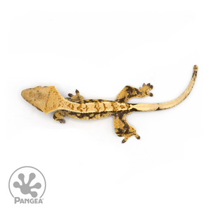 Female Extreme Harlequin Crested Gecko Cr-1047 from above