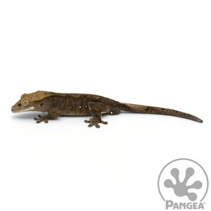 Male Charcoal Dalmatian Crested Gecko Cr-1049 looking left