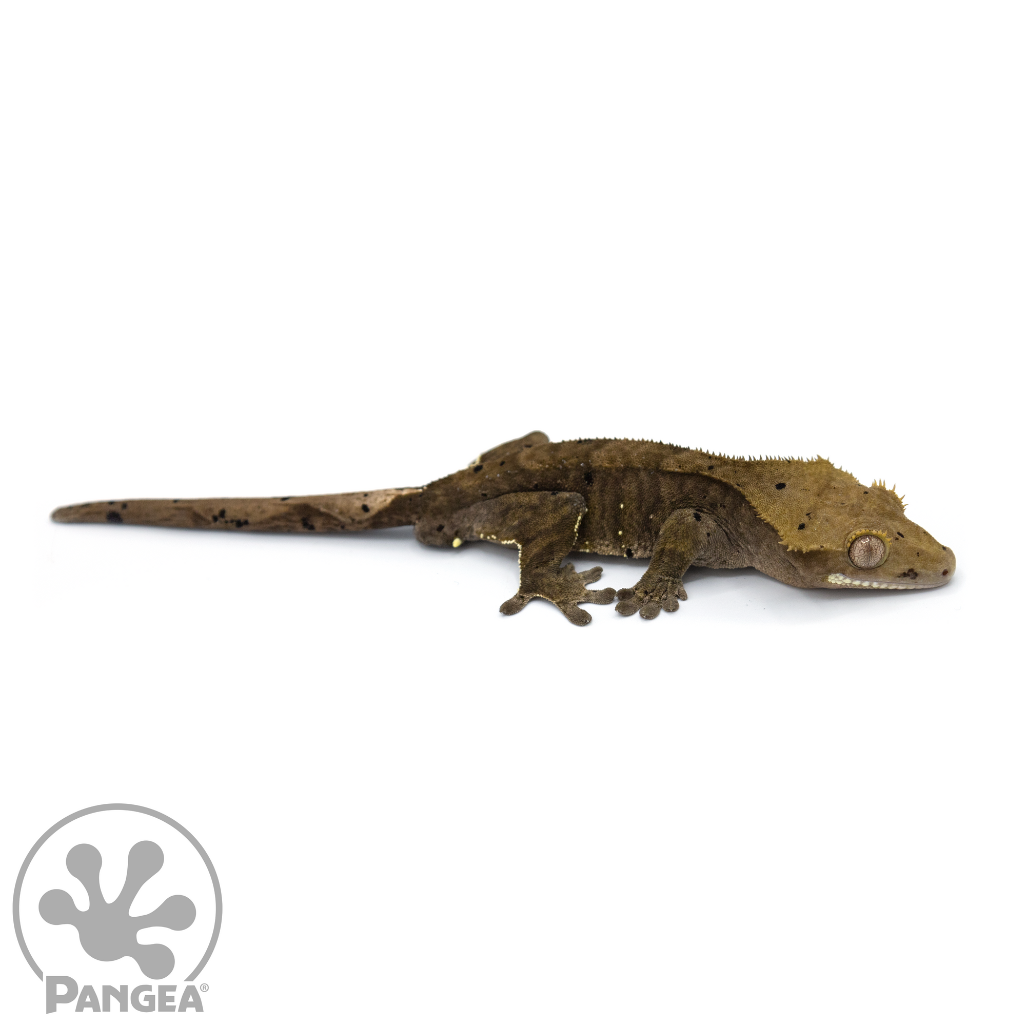 Male Charcoal Dalmatian Crested Gecko Cr-1049 looking right